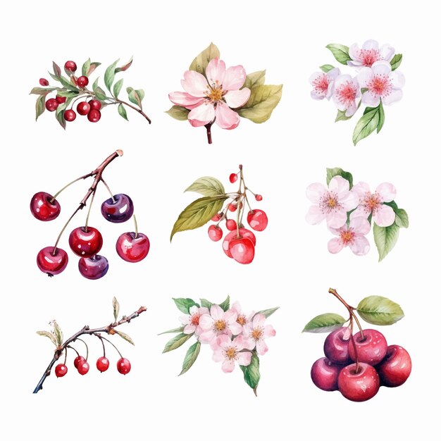 Colección de flores de cerezas