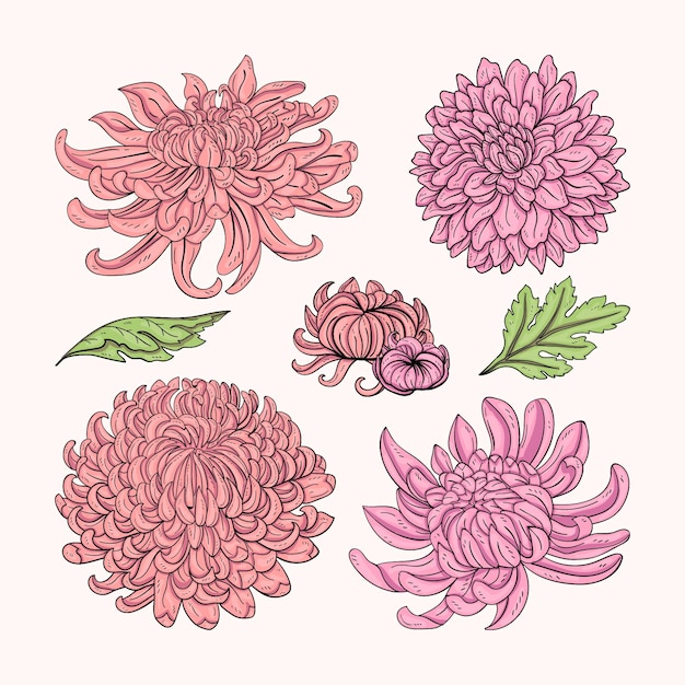 Colección de flores de crisantemo dibujadas a mano