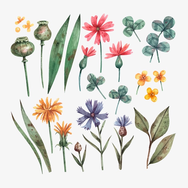 Vector colección de flores dibujadas a mano en acuarela