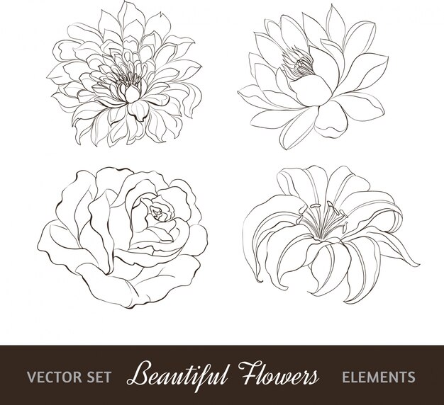 Colección de flores dibujadas a mano