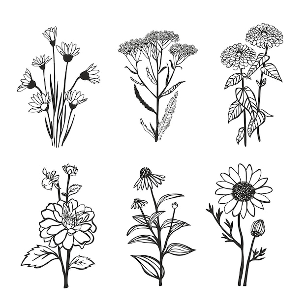 Vector colección de flores dibujadas a mano.