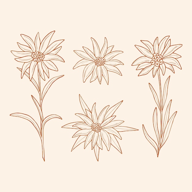 Colección de flores de dibujo edelweiss