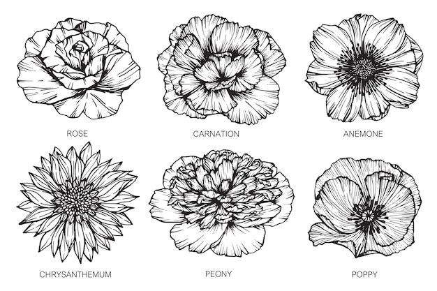 Vector colección de flores dibujo ilustración