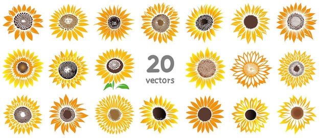 colección de flores de girasol maduras de imágenes vectoriales de siluetas simples de colores