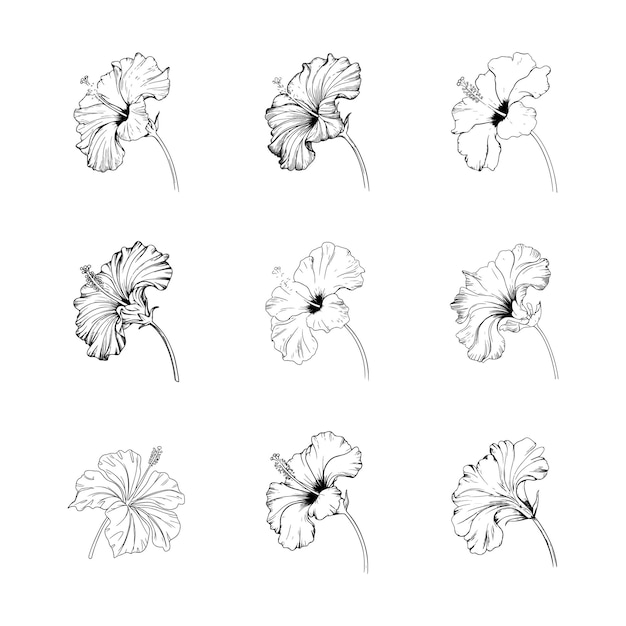 Una colección de flores de hibisco que están dibujadas sobre un fondo blanco