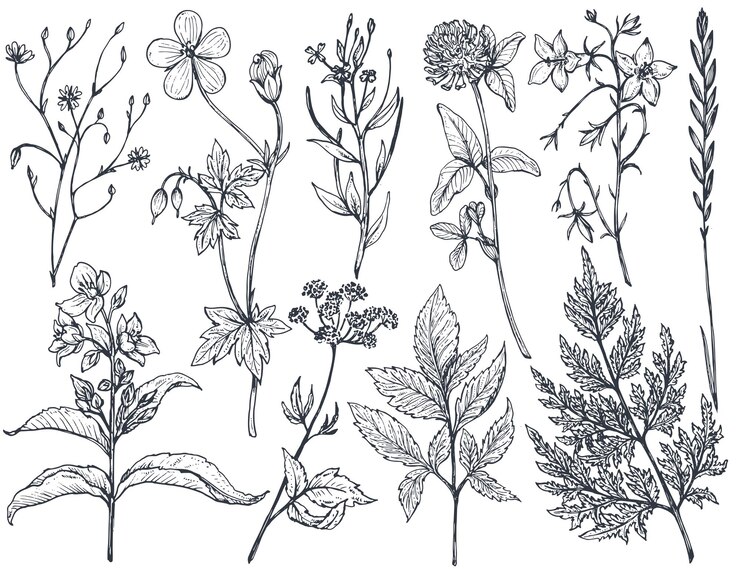 Vector colección de flores y hierbas dibujadas a mano