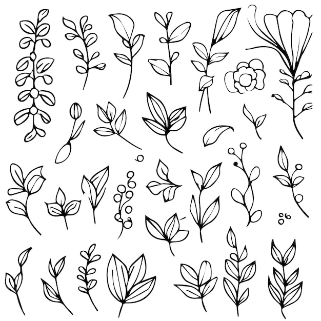 Vector una colección de flores y hojas dibujadas a mano, ilustración botánica, dibujos botánicos.