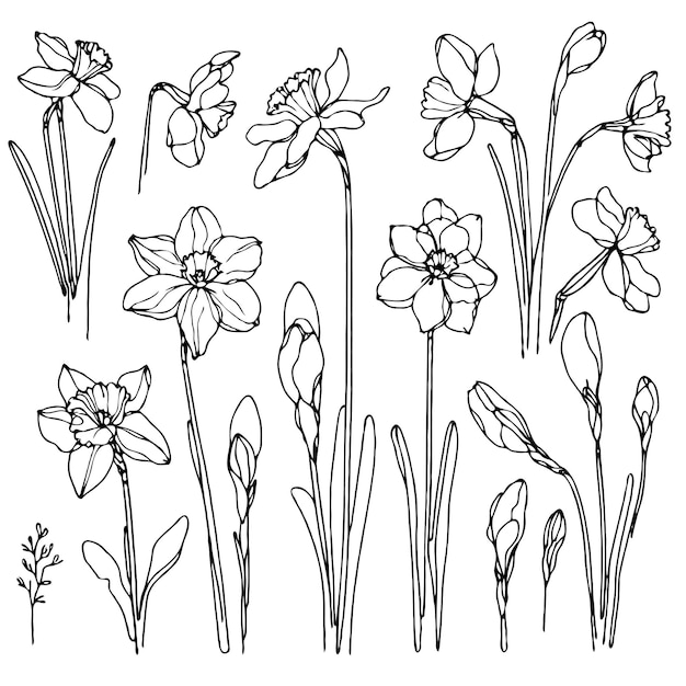 Colección de flores de narcisos dibujadas a mano en estilo de arte de línea