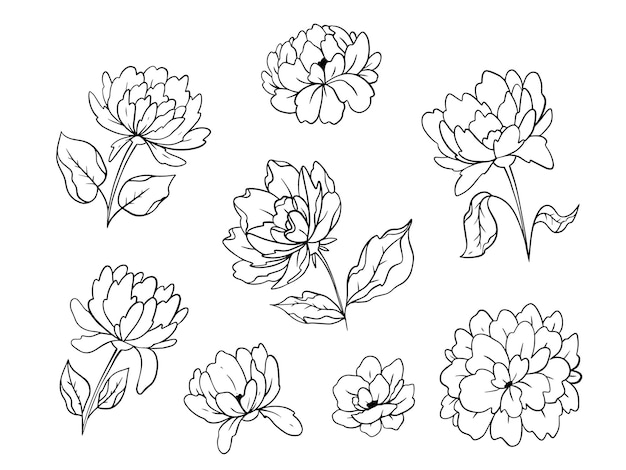 Colección de flores de peonía doodle dibujadas a mano