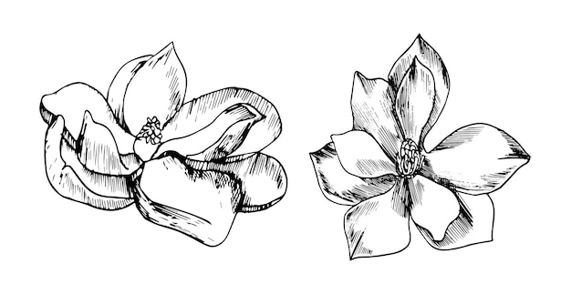 Colección de flores y plantas dibujadas a mano. Ilustración de vector monocromo en estilo boceto.