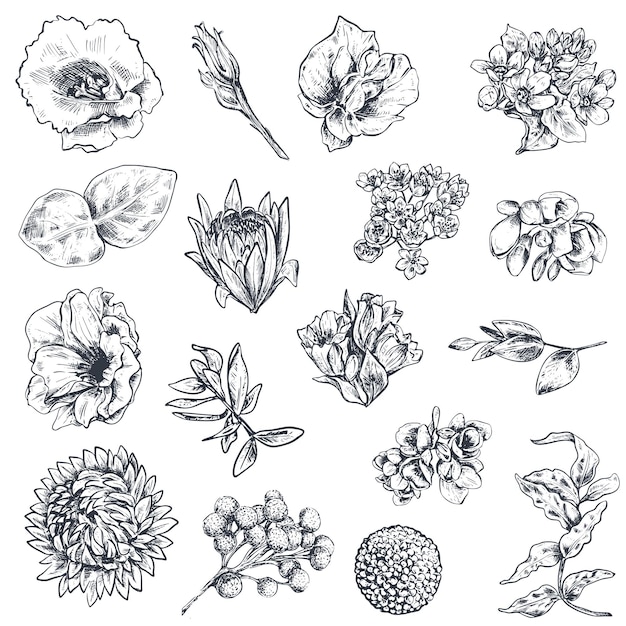 Colección de flores y plantas dibujadas a mano ilustraciones vectoriales monocromáticas en estilo boceto para el diseño romántico de bodas