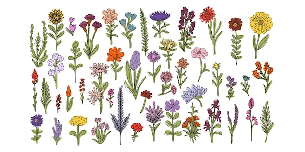 Colección de flores y plantas dibujadas a mano