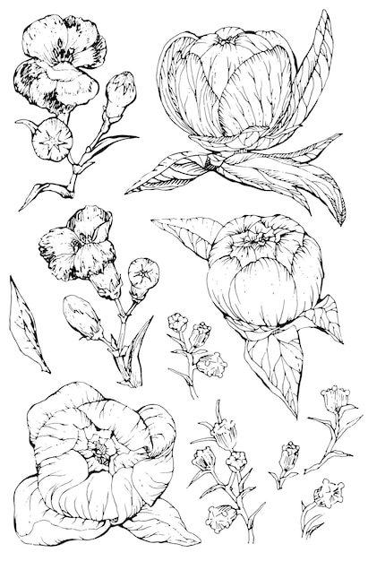 Colección de flores y plantas de peonía dibujadas a mano ilustraciones vectoriales en blanco y negro