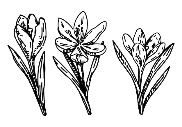 Colección de flores de primavera Conjunto de bocetos de crocus dibujados a mano Ilustración vectorial aislada en blanco