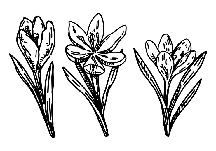 Vector colección de flores de primavera conjunto de bocetos de crocus dibujados a mano ilustración vectorial aislada en blanco