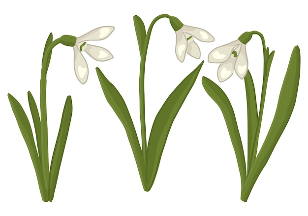 Colección de flores de primavera Conjunto de clipart de gotas de nieve garabateado Ilustración vectorial de dibujos animados aislada en blanco