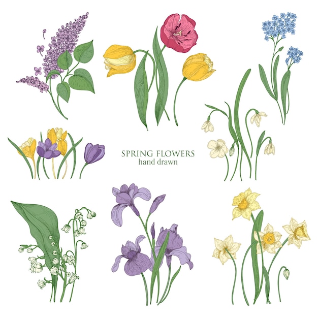 Colección de flores primaverales florecientes y plantas florecientes dibujadas a mano en estilo vintage - tulipán, lila, narciso, nomeolvides, azafrán, lirio del valle, iris, gota de nieve. ilustración vectorial