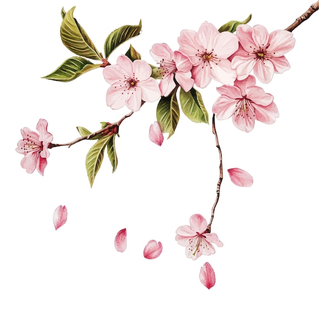 Colección de flores y ramas de cerezo en estilo acuarela vectorial