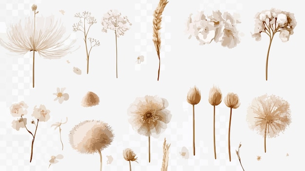 Colección de flores secas