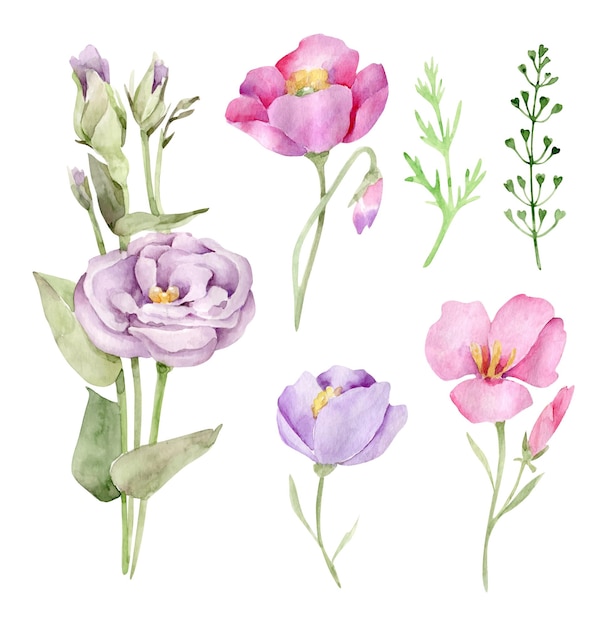 Colección de flores silvestres en acuarela