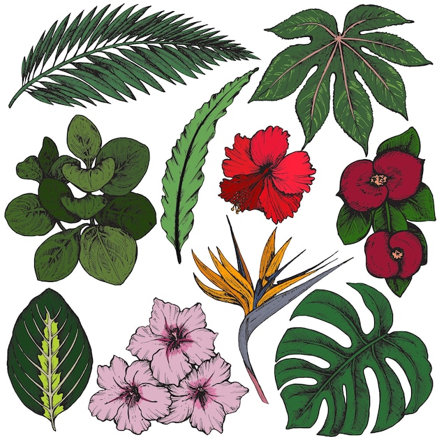 Vector colección de flores tropicales dibujadas a mano, hojas de palmera, plantas de la selva.