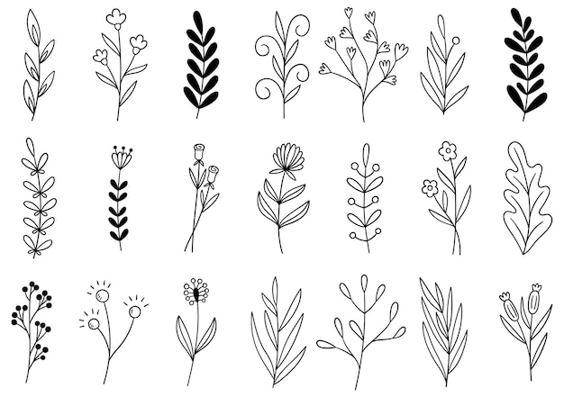 Colección de follaje de arte de eucalipto de helecho de bosque natural deja hierbas en estilo de línea. flor dibujada a mano