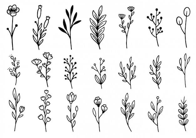 Colección de follaje de arte de eucalipto de helecho de bosque natural deja hierbas en estilo de línea. Ilustración elegante de belleza decorativa para flor de diseño dibujado a mano