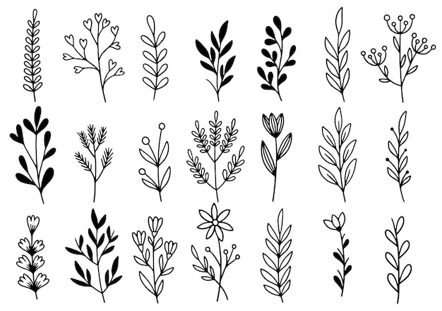 Colección de follaje de arte de eucalipto de helecho de bosque natural deja hierbas en estilo de línea. Ilustración elegante de belleza decorativa para flor de diseño dibujado a mano