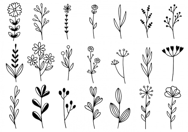 Colección de follaje de arte de eucalipto de helecho de bosque natural deja hierbas en estilo de línea. Ilustración elegante de belleza decorativa para flor de diseño dibujado a mano