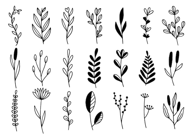 Colección de follaje de arte de eucalipto de helecho de bosque natural deja hierbas en estilo de línea. Ilustración elegante de belleza decorativa para flor de diseño dibujado a mano