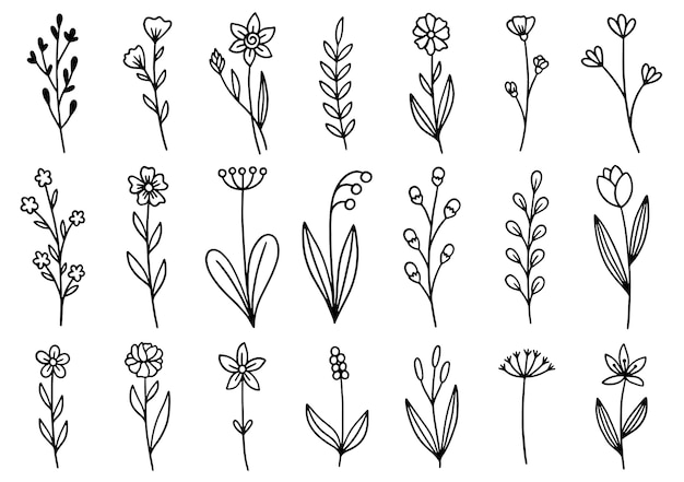 Colección de follaje de arte de eucalipto de helecho de bosque natural deja hierbas en estilo de línea. Ilustración elegante de belleza decorativa para flor de diseño dibujado a mano