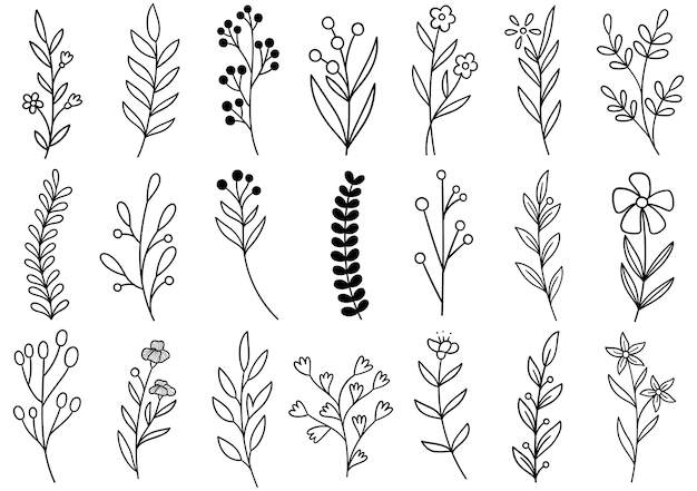 Colección de follaje de arte de eucalipto de helecho de bosque natural deja hierbas en estilo de línea. Ilustración elegante de belleza decorativa para flor de diseño dibujado a mano
