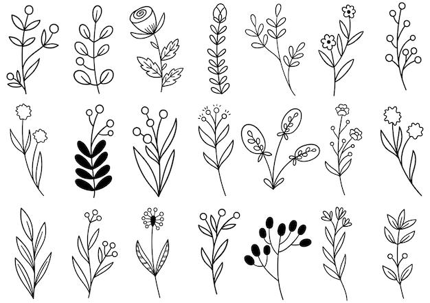 Colección de follaje de arte de eucalipto de helecho de bosque natural deja hierbas en estilo de línea. Ilustración elegante de belleza decorativa para flor de diseño dibujado a mano