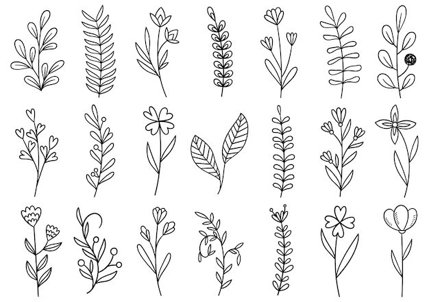 Colección de follaje de arte de eucalipto de helecho de bosque natural deja hierbas en estilo de línea. Ilustración elegante de belleza decorativa para flor de diseño dibujado a mano