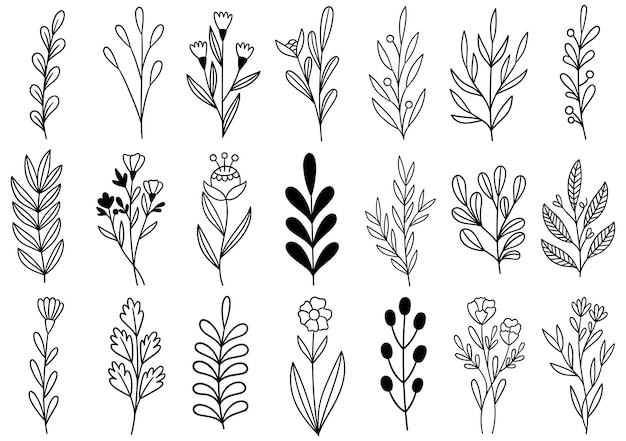 Colección de follaje de arte de eucalipto de helecho de bosque natural deja hierbas en estilo de línea. Ilustración elegante de belleza decorativa para flor de diseño dibujado a mano