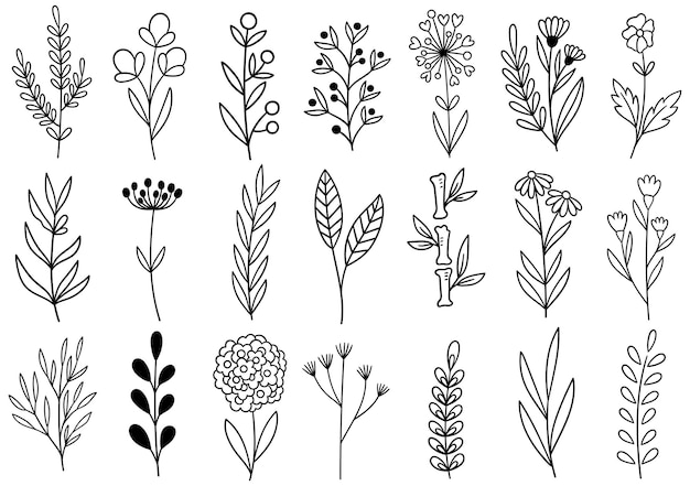 Colección de follaje de arte de eucalipto de helecho de bosque natural deja hierbas en estilo de línea. Ilustración elegante de belleza decorativa para flor de diseño dibujado a mano