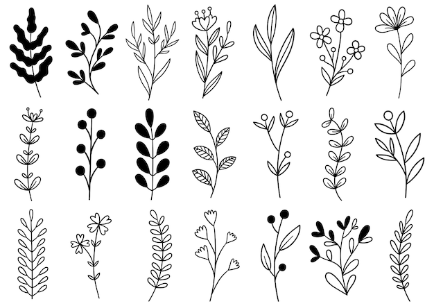 Colección de follaje de arte de eucalipto helecho forestal natural deja hierbas en estilo de línea. flor dibujada a mano