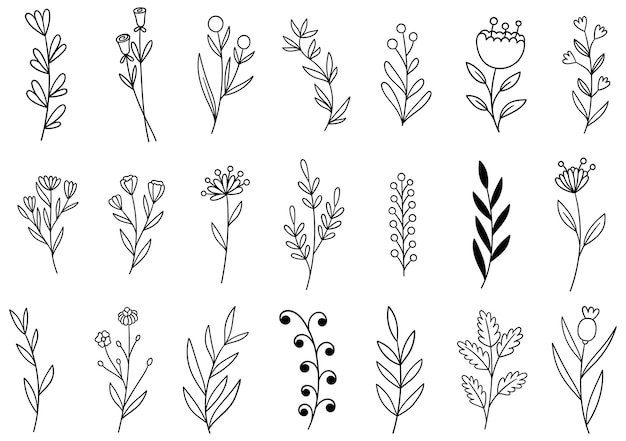 Colección de follaje de arte de eucalipto helecho forestal natural deja hierbas en estilo de línea.