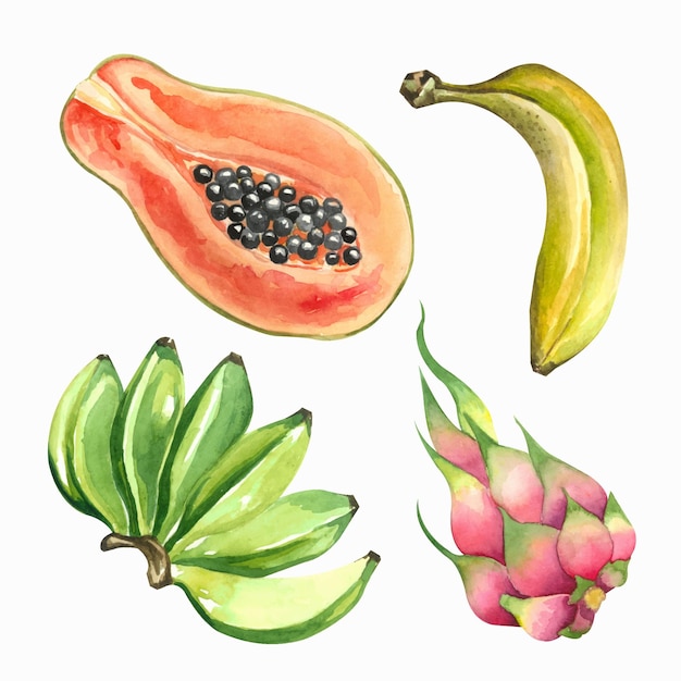 Colección de frutas tropicales acuarelas