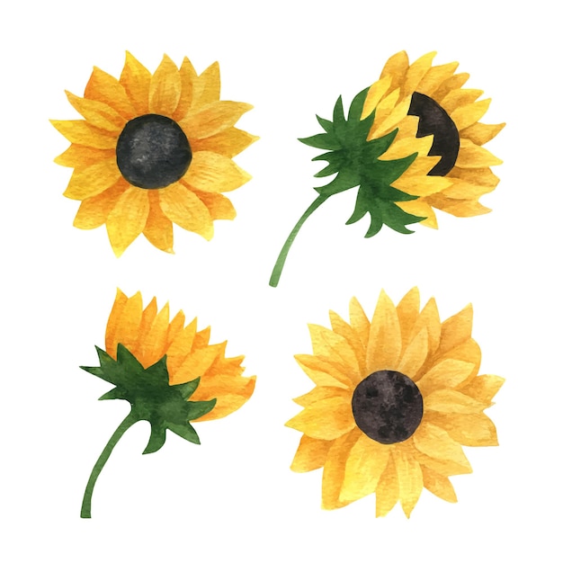 Colección de girasoles de acuarela realista para menú de boda de invitación de tarjeta de regalo