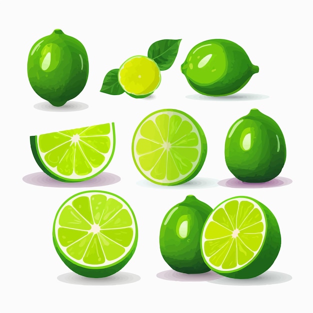 Vector una colección de gráficos vectoriales lime con una gama de diferentes tonos de verde