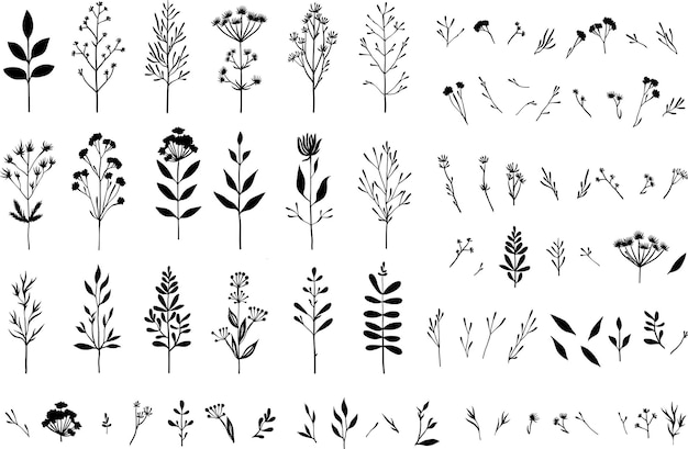 colección de helechos forestales eucalipto arte follaje hojas naturales hierbas en estilo de línea belleza decorativa