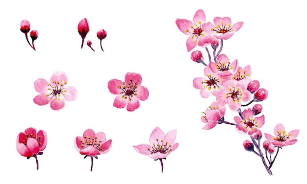 Vector colección de hermosas flores de cerezo acuarela sobre fondo blanco aislado