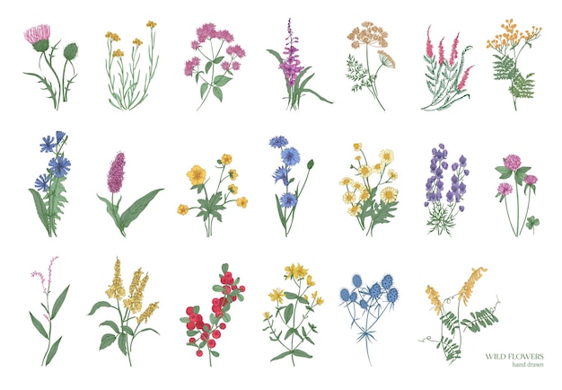 Colección de hermosas hierbas silvestres, plantas con flores herbáceas, flores, arbustos y subarbustos aislados sobre fondo blanco. dibujado a mano ilustración vectorial botánica detallada.