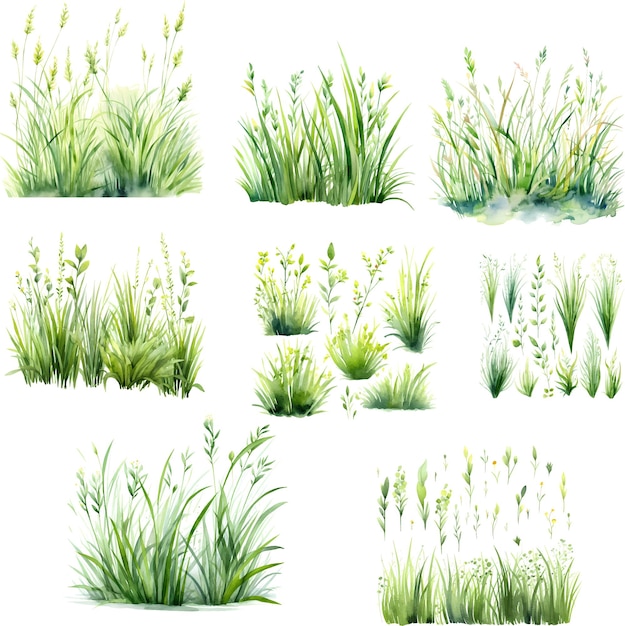 Vector colección de hierba en estilo acuarela