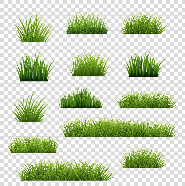 Vector colección hierba verde aislada sobre fondo transparente