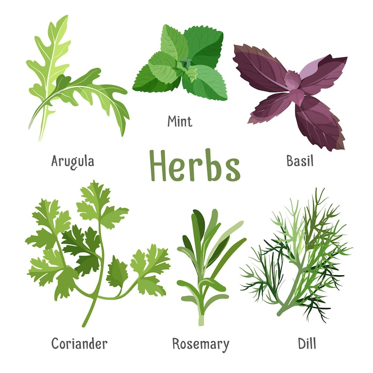 Vector colección de hierbas y especias aromáticas de cocina en estilo de dibujos animados. ilustración de ramas y hojas de rúcula, menta fresca, albahaca morada, cilantro orgánico, romero aromático y eneldo verde.