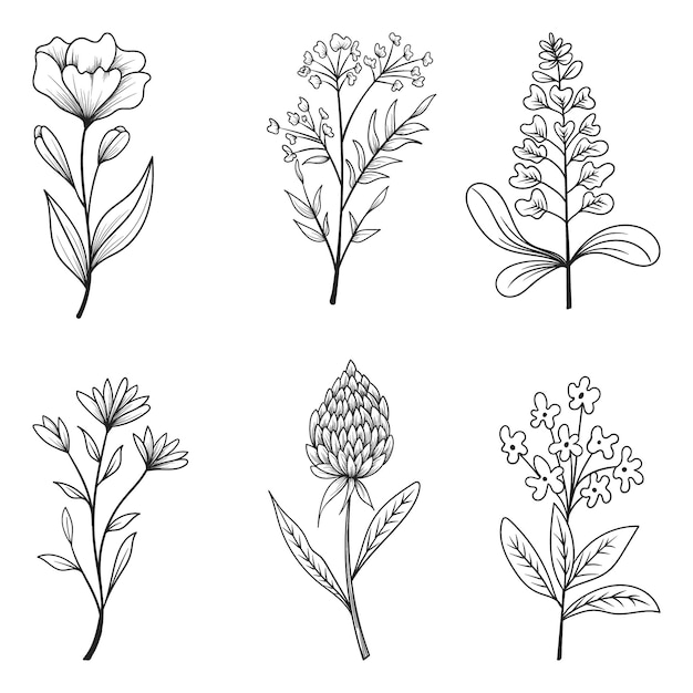 Colección de hierbas y flores silvestres y hojas aisladas