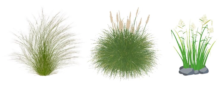 Vector colección de hierbas ornamentales hierba verde aislada en blanco