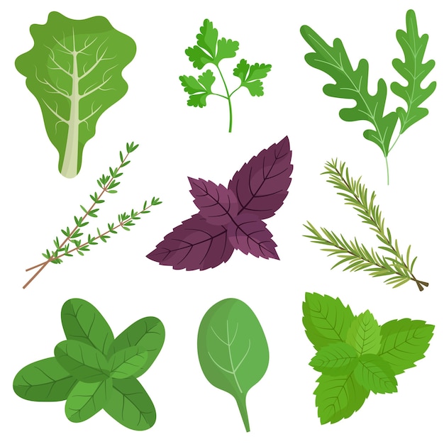 Colección de hierbas y verduras frescas Alimentos y especias veganas saludables naturales Vector aislado